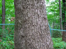 樹皮が縦に割れる木・クヌギ