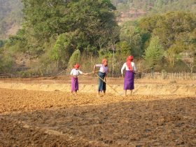 圃場のミャンマー女性（シャン州）