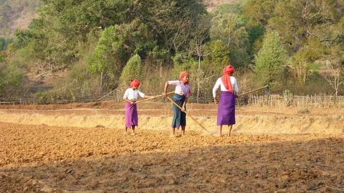 圃場のミャンマー女性（シャン州）
