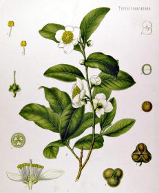 Camellia sinensis. by Franz Eugen Kohler, Kohler's Medizinal-Pflanzen 1897.