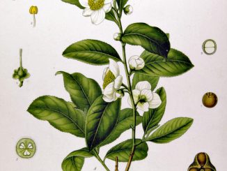 Camellia sinensis. by Franz Eugen Kohler, Kohler's Medizinal-Pflanzen 1897.