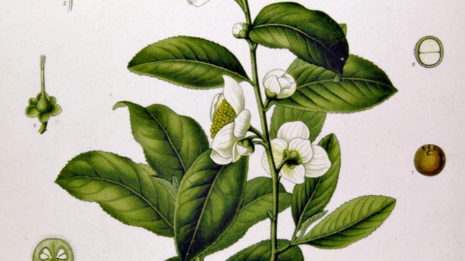 Camellia sinensis. by Franz Eugen Kohler, Kohler's Medizinal-Pflanzen 1897.