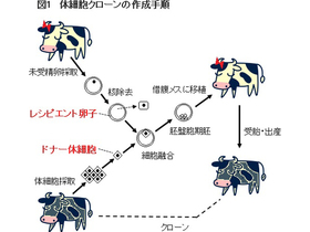 体細胞クローンの作成法（クローン牛のおいしさ,JAS情報,No.11）