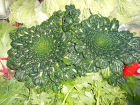 日本ではあまり見慣れない野菜。アブラナ科らしい、直径約20cm。