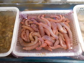 正体不明の海産物。海腸（ハイチャン。和名ユムシ）で、日本で食習慣のある地は少ないが中国ではよく見かける。