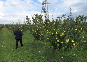 地平線の先までカリンの樹林が続く。