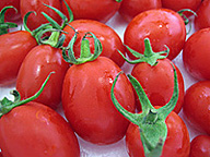 シシリアンルージュは手のひらに収まる中玉サイズのトマト