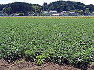 大規模なジャガイモ圃場（宮城県）