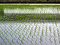 植え付け直後の水田（茨城県）