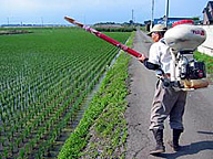 田植えの後に窒素肥料をまく／茨城県