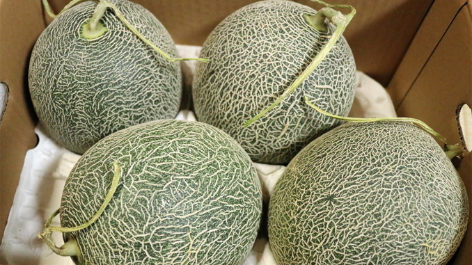 mktf202505melonandes