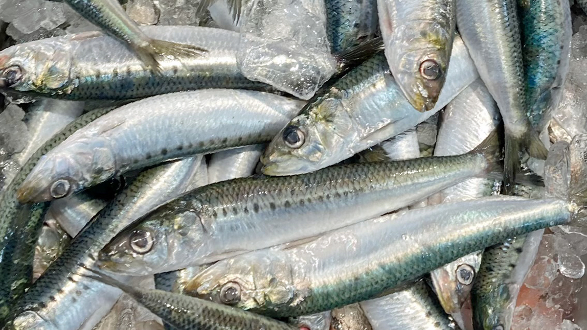 イワシ鳥取、カツオ千葉から FoodWatchJapan