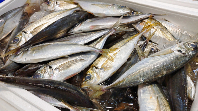 mktm202506aji2