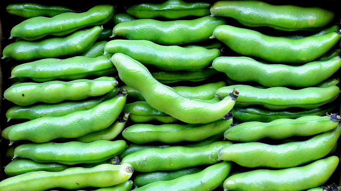mktv202506soramame