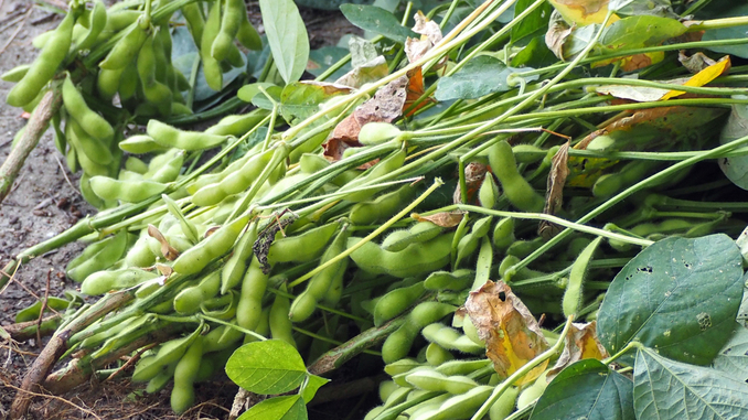 mktv202507edamame