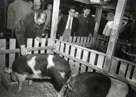 Yamanashi Governor meets the hogs sent from Iowa in 1959 following the Hog Lift.