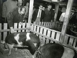 Yamanashi Governor meets the hogs sent from Iowa in 1959 following the Hog Lift.