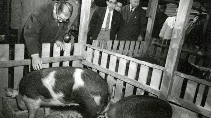 Yamanashi Governor meets the hogs sent from Iowa in 1959 following the Hog Lift.