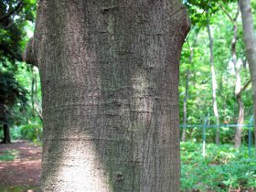 表皮に栄養が行き届き、割れや剥がれが出ない木・シラカシ