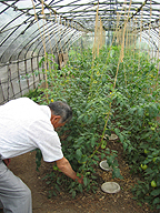 栄養週期農法によるトマトを示す石塚達之輔氏。6月29日、茨城県下館市にて