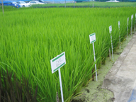 植物ゲノムセンターの試験圃場。倒伏に強い品種、夏季が短い地域向けの良食味の品種などなど、夢のあるイネ新品種が日の目を見るときを待つ