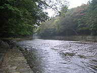 伊勢神宮の御手洗場がある五十鈴川。赤福の波形はこの川の流れを模したとか。なんともおそれ多い話