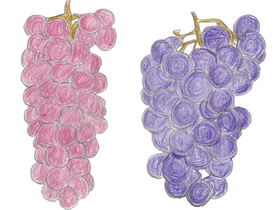日本ワイン独自の品種、甲州（左）とマスカット・ベイリーA（右）。甲州は、山梨県（旧甲斐）に古くから伝わる白ぶどう品種。マスカット・ベイリーAは、アメリカ系のベーリー種と、ヨーロッパ系のマスカット・ハンブルク種を交配した黒ぶどう品種である。