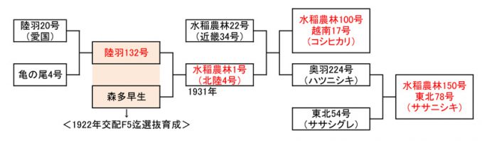 表1　良質水稲品種の基礎を築いた「水稲農林1号」の系譜。