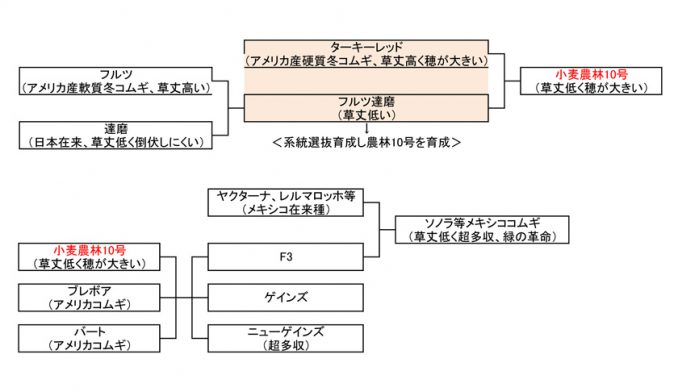 表2　コムギの改良に貢献した「小麦農林10号」の系譜。