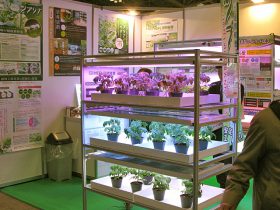 経済産業省による植物工場の展示