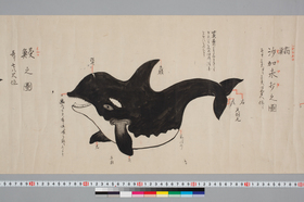 巻子『鯨之圖巻』に描かれたスガマタ（シャチ）。描き手の気持ちも伝わってくるようなかわいらしさです（神奈川工科大学附属図書館蔵）。