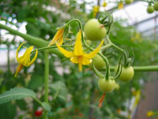 トマトの花と若い実