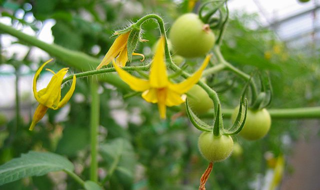 トマトの花と若い実