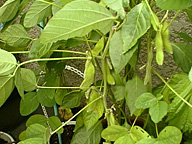 ダイズはマメ科ダイズ属の一年生植物