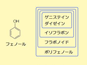 フェノールの構造式（左）とポリフェノールの分類