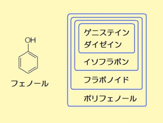 フェノールの構造式（左）とポリフェノールの分類