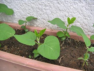 わが家で生育中の“絶品の枝豆”