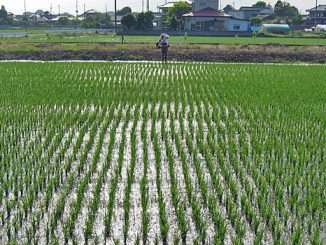 水田の追肥作業（記事とは直接関係ありません）