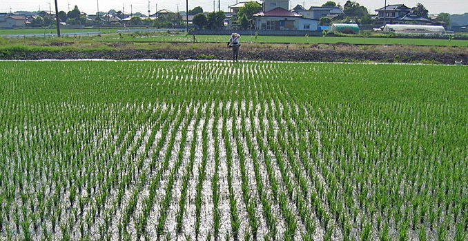 水田の追肥作業（記事とは直接関係ありません）