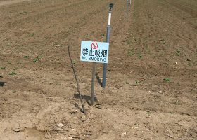 中国のアメリカ輸出用野菜の圃場