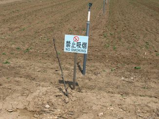 中国のアメリカ輸出用野菜の圃場