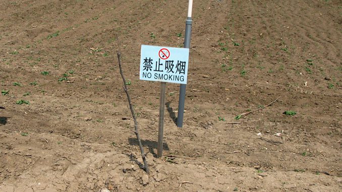 中国のアメリカ輸出用野菜の圃場