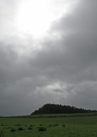 雨の圃場